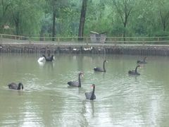 -溱湖国家湿地公园