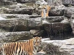 -栾川竹海野生动物园