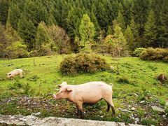 -硗碛藏寨·神木垒景区