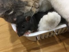 -藦茜花园宠物主题亲子互动体验馆(国顺东路店)