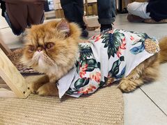 -Heymao猫咖.咖啡厅(东门店)
