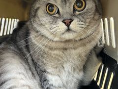 -美联众合动物医院·24h转诊中心