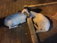 -清迈夜间动物园