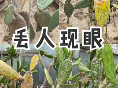 -中国科学院华南植物园