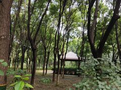 -大兴滨河森林公园