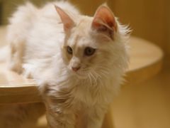 -猫腻·猫咖·撸猫馆(星光大道店)