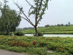 -乌村