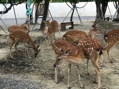 -鹿境梅花鹿生态园区
