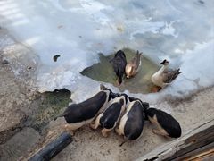 -北京鹿世界主题园