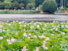 -荔湾湖公园