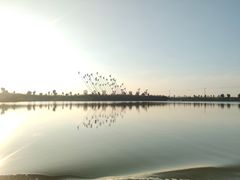 -南大港湿地风景区