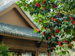-杭州植物园