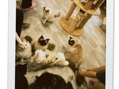 -楼上猫咖(罗湖店)