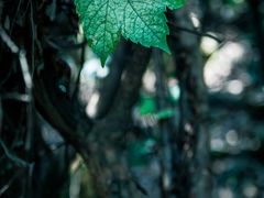 -杭州半山国家森林公园