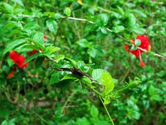 -西双版纳原始森林公园