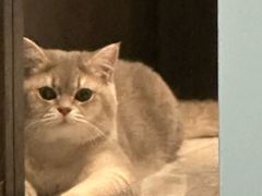 -欣宠猫屋·矮脚拿破仑·蓝金金渐层