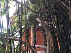 -海南槟榔谷黎苗文化旅游区