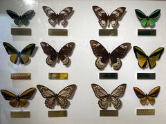 -上海昆虫博物馆