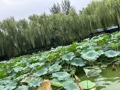 -团结湖公园