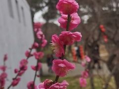 -无锡梅园公园
