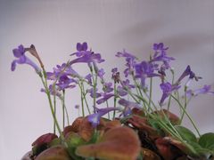 -北京植物园-展览温室