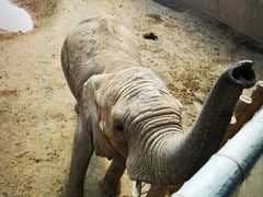 -西霞口神雕山野生动物世界