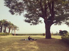 -大湾区中央湿地公园