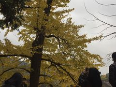 -南雄冯屋银杏山庄