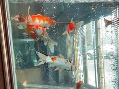-浩运·海鲜青岛菜·海胆水饺(石老人店)