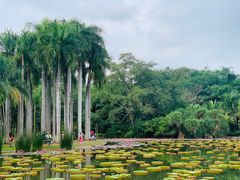-中国科学院西双版纳热带植物园