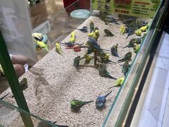 -凯德MALL(望京店)