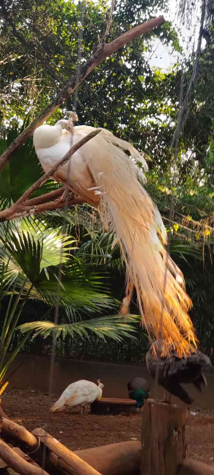 海南热带野生动植物园