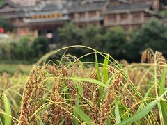 -肇兴侗寨
