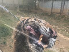 -贵州森林野生动物园