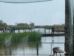 -盐城丹顶鹤湿地生态旅游区
