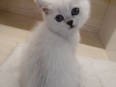 -柚子猫舍·精品猫舍购猫·猫咪认养·购宠·宠物店