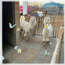 -萌宠亲子动物乐园(槐房万达店)