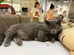-COLOR PETS 撸猫馆·购猫·猫咖(长风大悦城店)