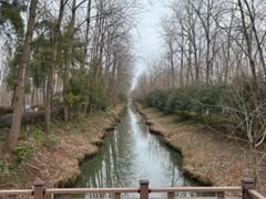 -合肥滨湖国家森林公园