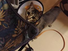 -瑞派动物医院·猫专科·至诚(江南中分院)