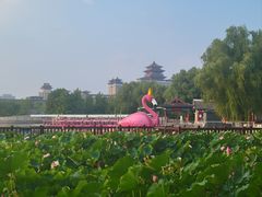 -莲花池公园