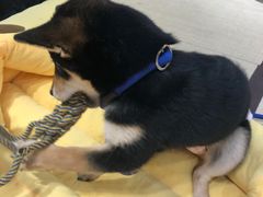 -逗柴咖啡屋·狗咖猫咖宠物桌游