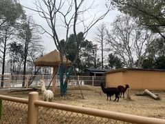 -武汉动物园