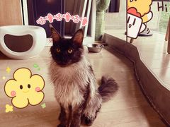 -十年猫舍·猫咪专门店(普陀店)