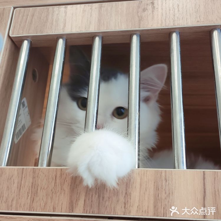 东莞平价猫咖