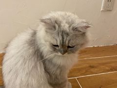 -猫友咖啡店(玉林西路店)