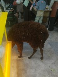 -神奇动物撸宠馆·羊驼·小浣熊·异宠(豫园店)