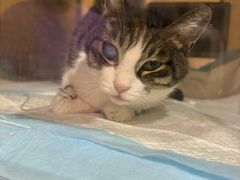 -康旭宠物医院(郑州总院)