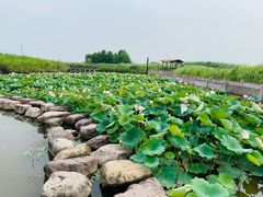 -宁波杭州湾国家湿地公园