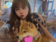 -豆柴町-柴犬主题狗咖(红鼎国际C座店)